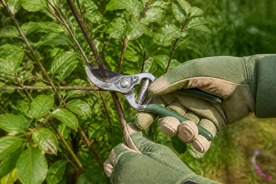 Illustrative care around garden shrubs