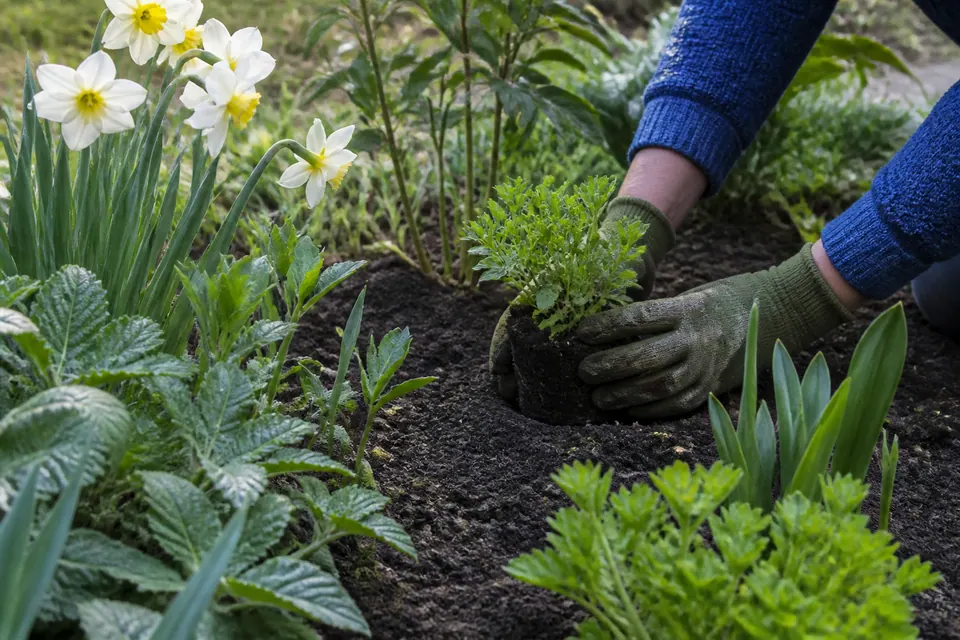 Illustrative spring garden care