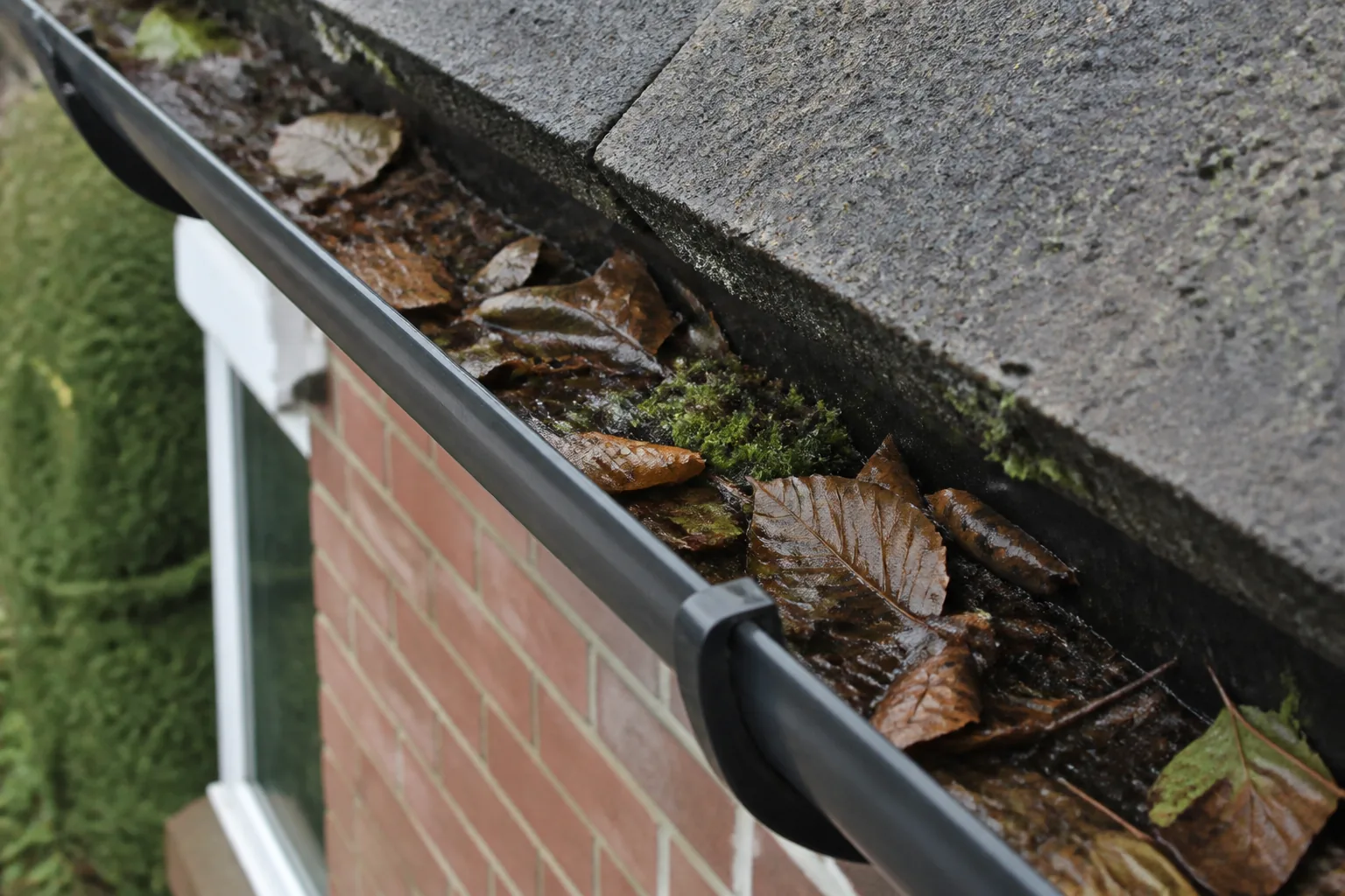 Leaves and organic debris collected in a rain gutter