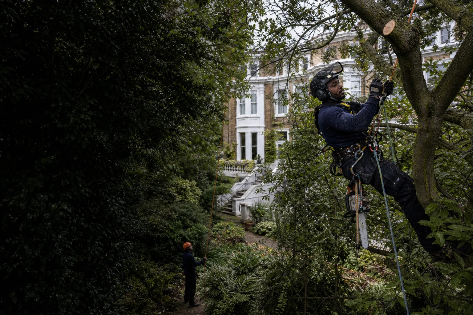 Qualified tree surgeon carrying out controlled pruning in a London garden