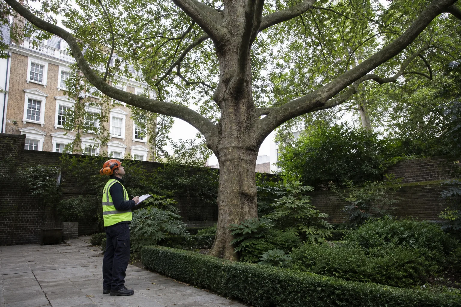 Tree, boundary and access relationship at a Crouch End property