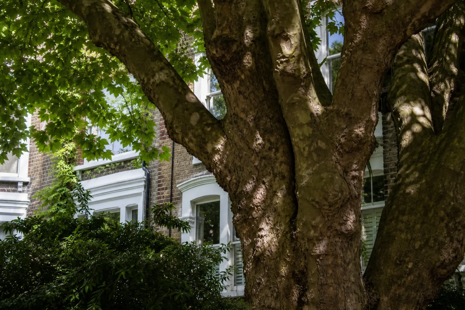 Tree, boundary and access relationship at a Kingston property