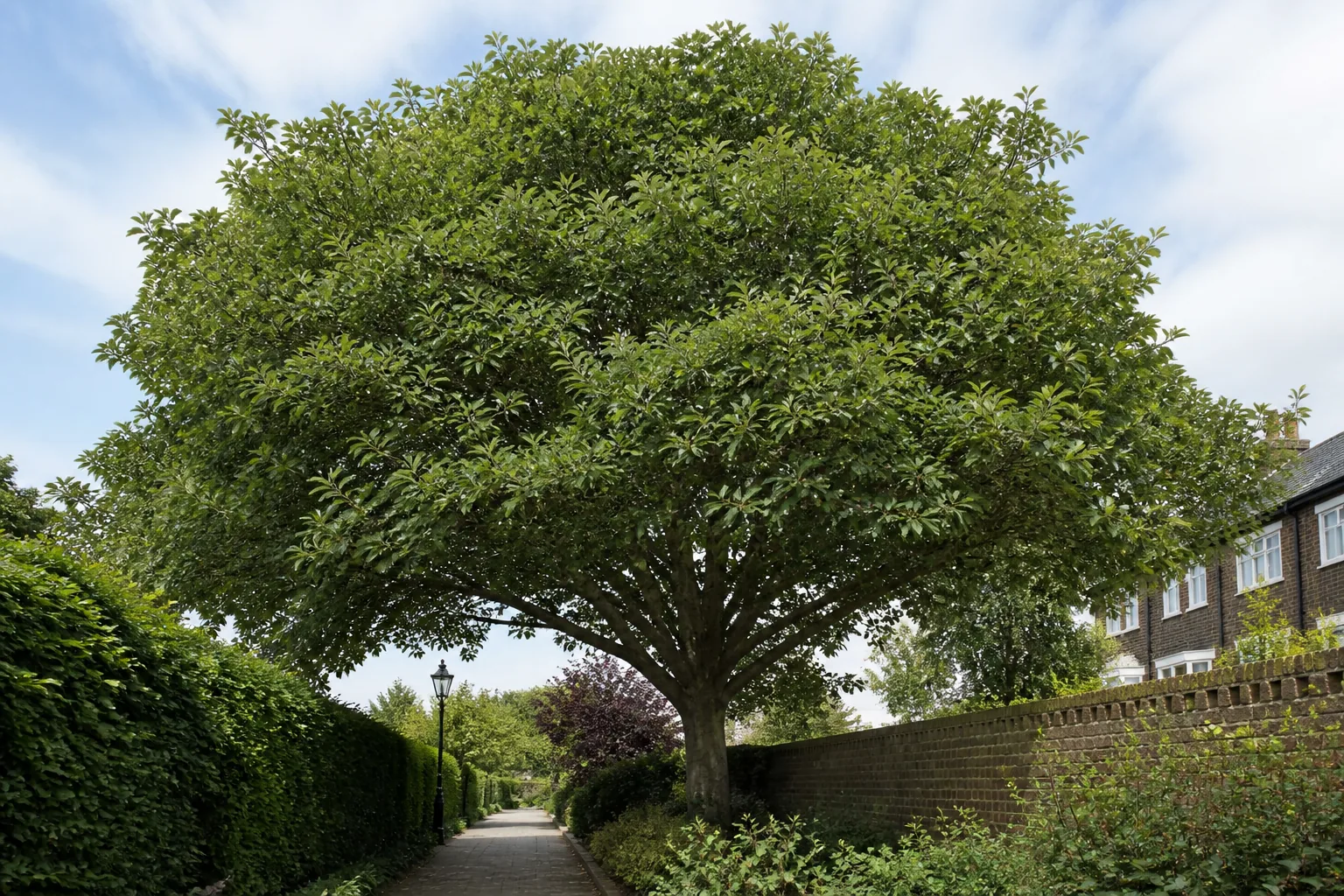 Professional assessment of a tree crown in Wanstead
