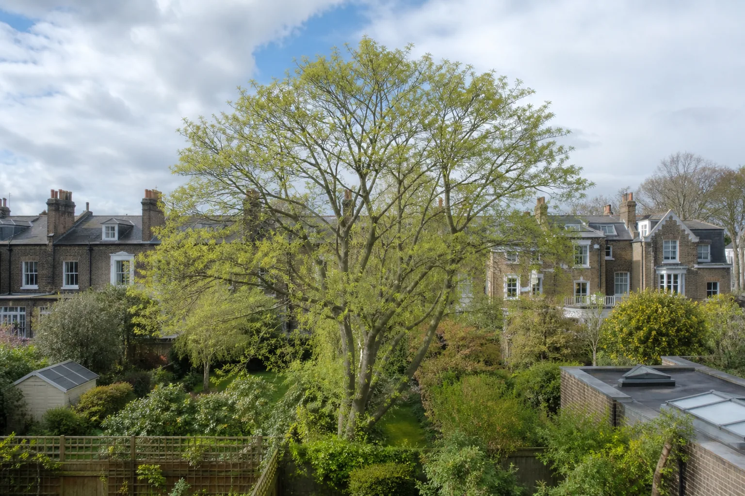 Professional assessment of a tree crown in Caterham