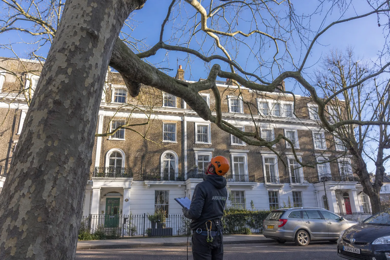 Mature tree and property context in Staines