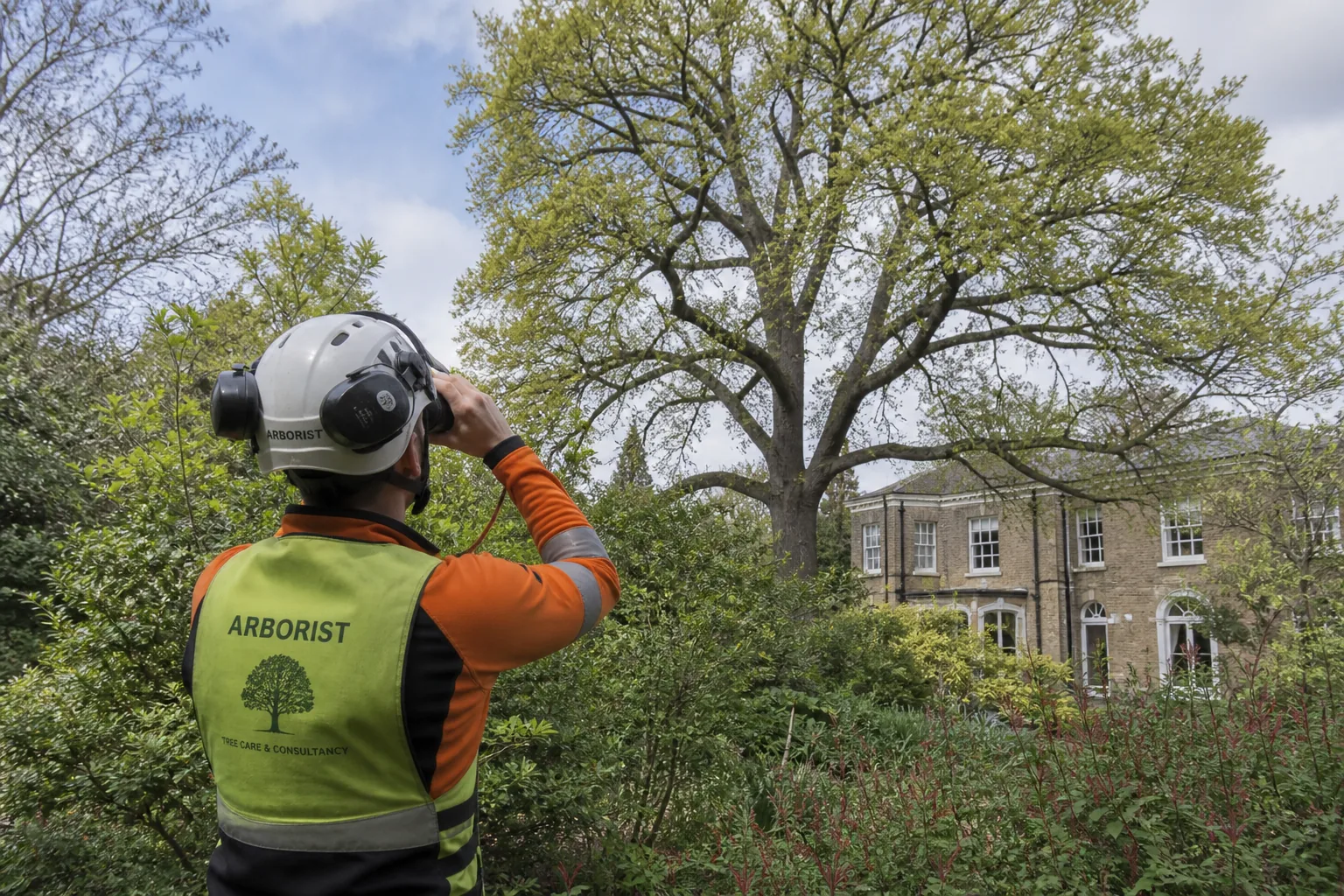 Mature tree and property context in Caterham