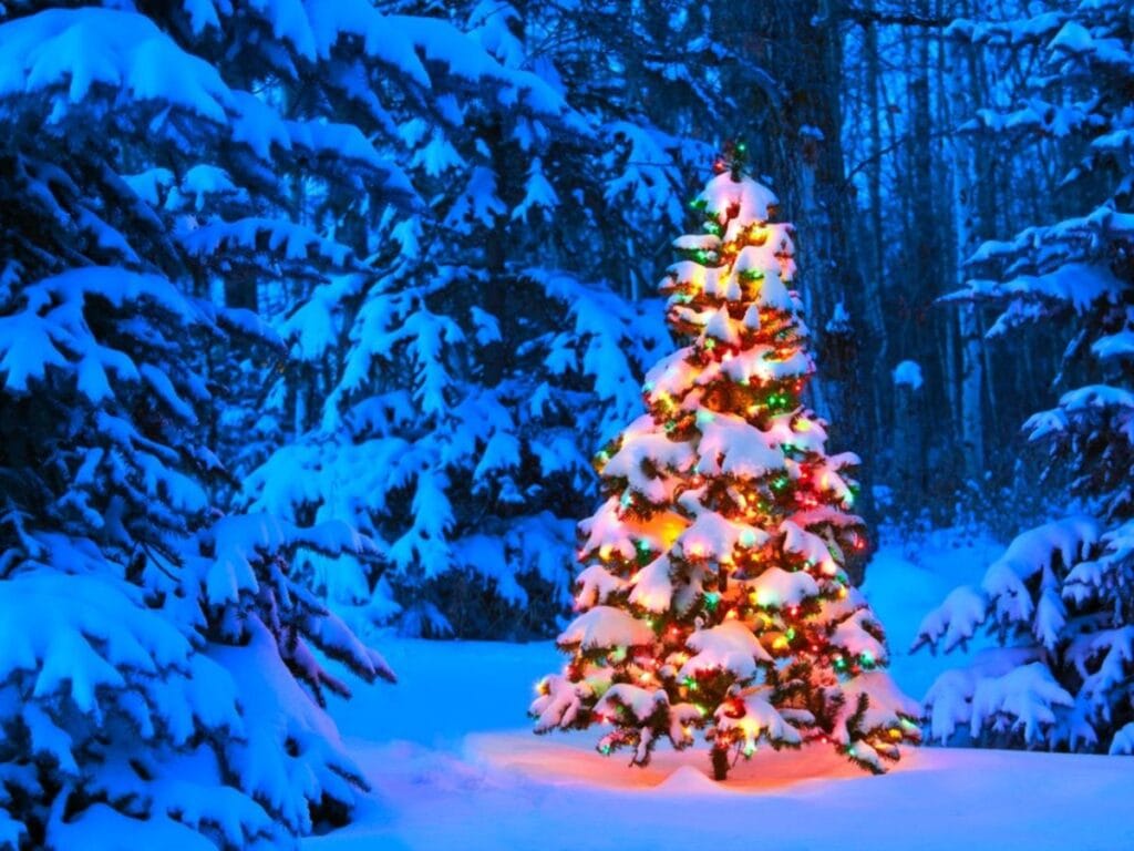 How to Make Your Real Christmas Tree Last Longer: Expert Care Tips